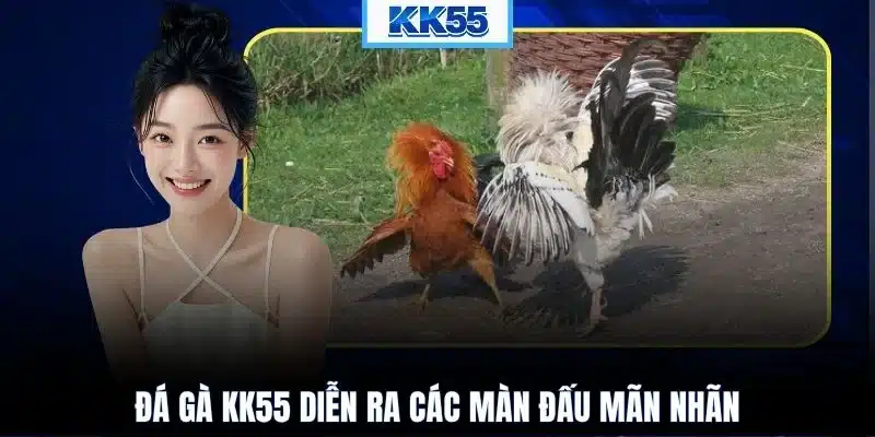 Đá gà KK55 diễn ra các màn đấu mãn nhãn
